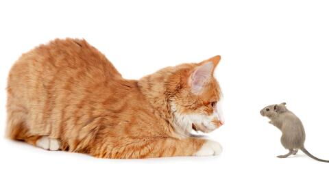 Katz-und-Maus-Spiel nimmt ein unerwartetes Ende