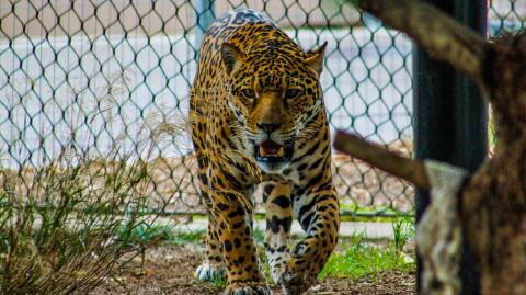 Jaguar-Angriff: Mann überlebt unerwartet dank dieses Gegenstands