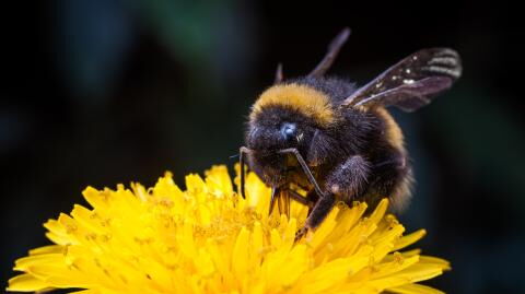 Frau nimmt Biene bei sich auf: "Sie würde nicht allein zurechtkommen"