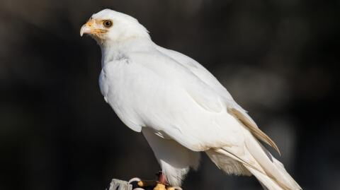 Ungewöhnliche Erscheinung: Unsere Liste der beeindruckendsten Albino-Tiere