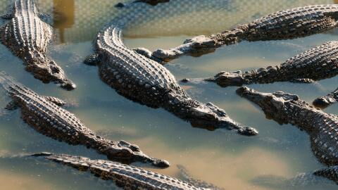 Eine Gruppe von Krokodilen nähert sich einem Hund in Not: Sie retten ihm das Leben