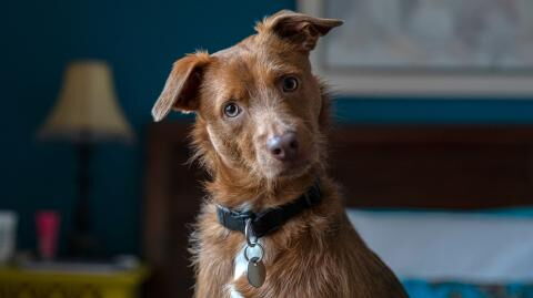 Hund über 10 Jahre an Kette gebunden: Dann wird er gerettet