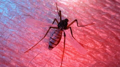 Tigermücken in Deutschland: Wie kann man sich wirksam vor dem Tier schützen?