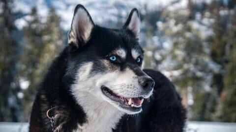 Großes Glück: Husky überlebt dramatischen Erdrutsch