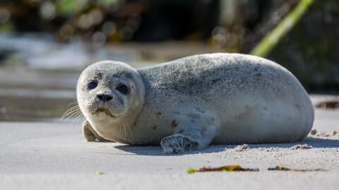 LKW-Fahrer rettet Tier von der Straße