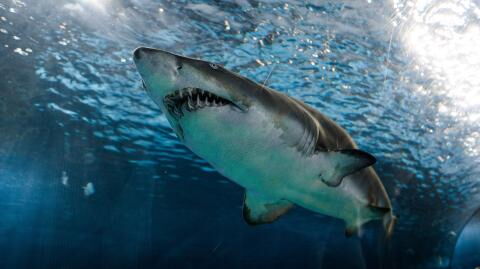 Riesiger Weißer Hai verstümmelt aufgefunden: Es ist unfassbar, wer der Täter ist