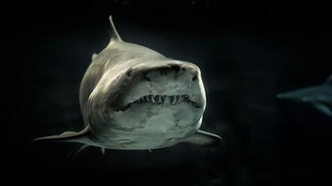 Hai greift Frau brutal an: Das Meer färbt sich rot