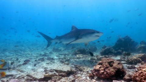 Neugeborener weißer Hai erstmals gefilmt
