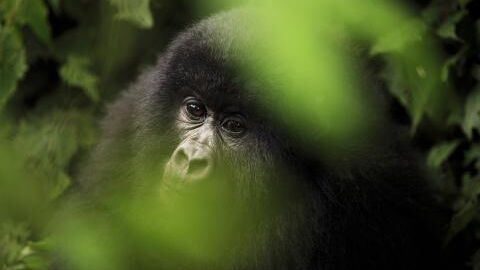 Gorilla verfolgt wild zwei Tierpflegerinnen: Video im Netz taucht auf