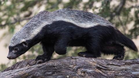 Das aggressivste Tier der Welt: Das solltest du über den Honigdachs wissen