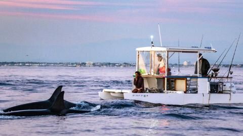 Nach Orca-Angriff an der Straße von Gibraltar: Segler setzen Notruf ab – Jacht versinkt