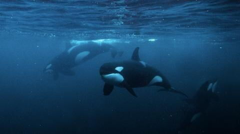 Mann aus Neuseeland springt ins Meer: Behörden erlegen ihm saftiges Bußgeld auf