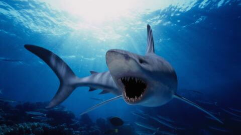 20 spannende Fakten über Haie