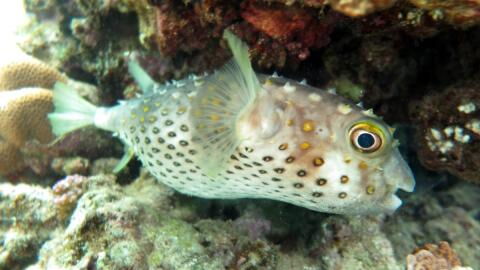 Überraschende Gefahr: Tödlichster Fisch der Welt breitet sich in der Adria aus
