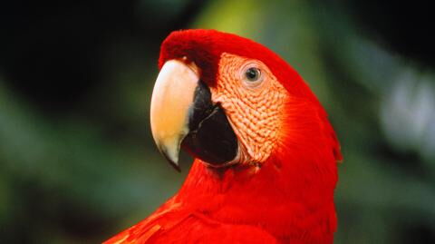 Gerade noch rechtzeitig: Papagei rettet seinen Besitzern das Leben