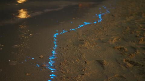 Malediven: Ostrakoden sorgen für ein blaues Schimmern am Strand