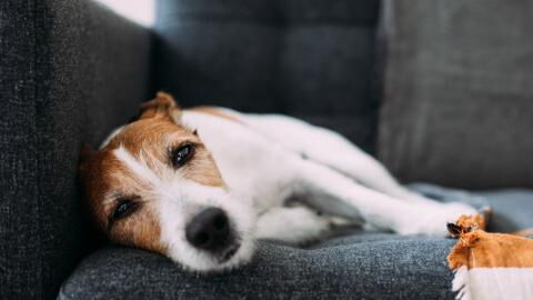 Mysteriöse Hunde-Krankheit in den USA greift Atemwege der Tiere an