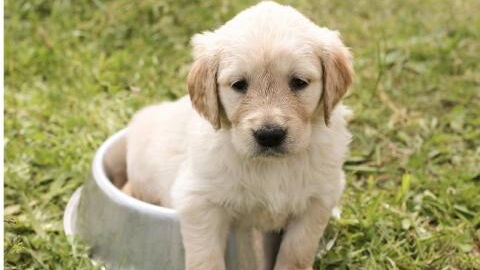 Warum Hunde keine Pfützen trinken sollten