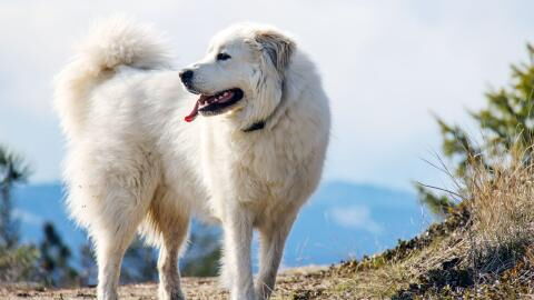 Zuckersüße Begegnung: Hund trifft auf Erdhörnchen!