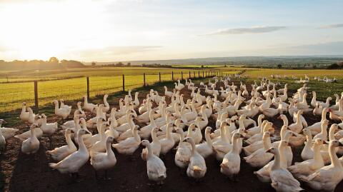 "WHO" meldet Tod eines Mannes aus Mexiko: Vogelgrippe "H5N2" erstmals bei Menschen festgestellt