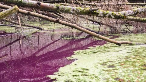 Gefährliche Verfärbung PurpurWasser in Hildesheimer Teich
