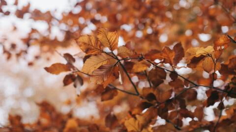 100-jähriger Kalender: Wie wird das Wetter im Herbst?