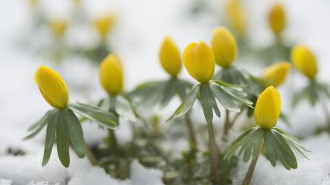 Vorfrühling erobert Deutschland - Sturm aus Norwegen bringt mildes Wetter