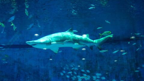 Warum haben Hai-Eier eine so außergewöhnliche Form?