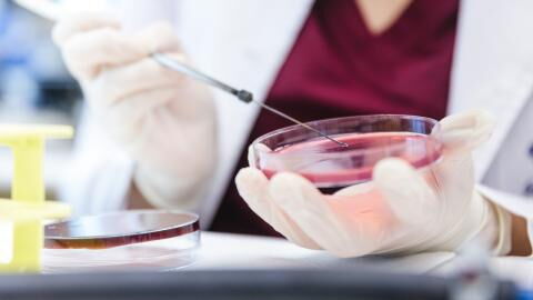 Vielversprechendes Ergebnis: Forschende schaffen Hoden im Labor