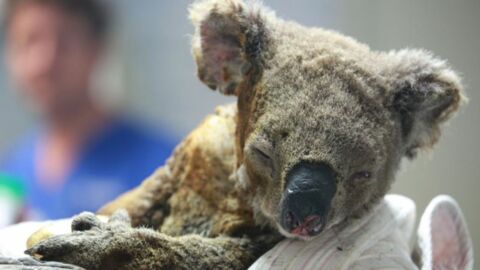 1.000 tote Koalas in Australien – ein schrecklicher Schlag für die bereits gefährdete Art