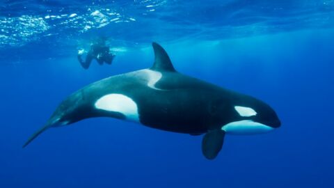 Zum ersten Mal wurde eine Gruppe Orcas in der Straße von Messina, in Italien, gesichtet