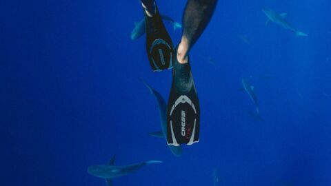 Gänsehauteffekt: Taucher filmen sich, wie sie mit einem riesigen weißen Hai schwimmen