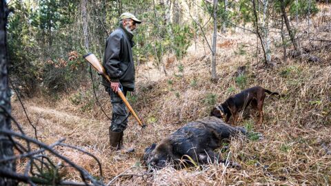 Er erschießt ein Wildschwein: Jäger kann nicht glauben, was er darin entdeckt!