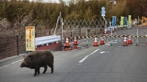 Nuklear-Schweine: Forscherteam entdeckt neue Tierpopulation in Fukushima