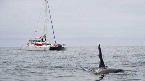 Orca-Angriffe auf Segelboote: Wissenschaftler:innen verwundert über seltsames Verhalten der Tiere