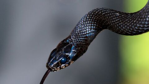 Indien: Neue Schlangenart wurde dank eines Instagram-Fotos entdeckt 