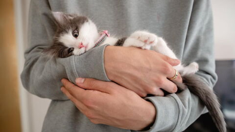 Katzenallergie