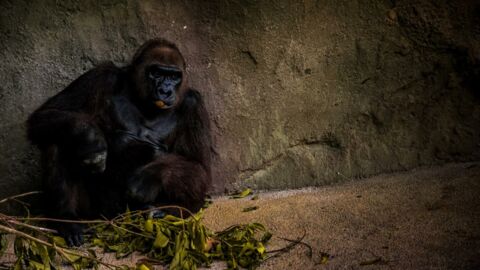 Corona: Mehrere Gorillas positiv getestet