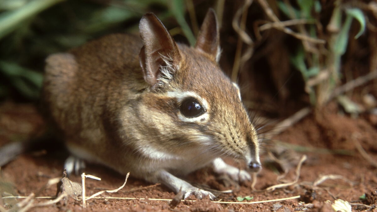 LangyaHenipavirus Dutzende Menschen mit Coronaähnlichem Virus infiziert