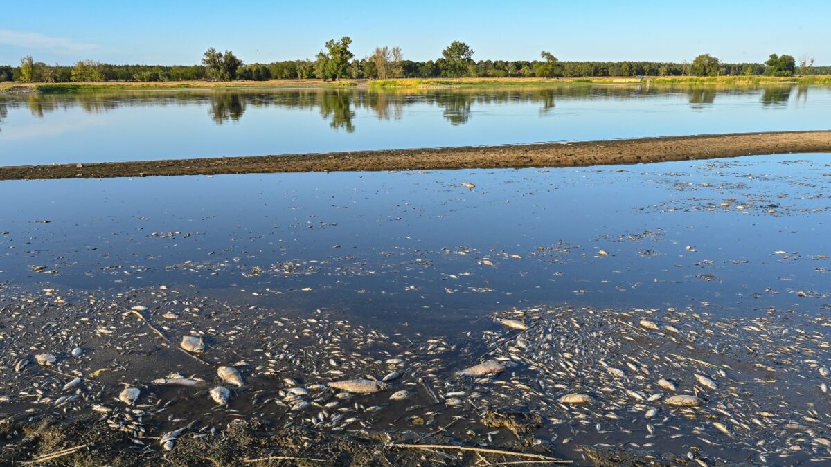 Quecksilber-Umweltkatastrophe: Tonnen von Fischkadavern in der Oder