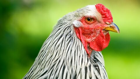 Tierische Mutation: Das ist der größte Hahn der Welt