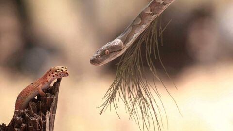 Brutaler Tierkampf: Diese Echse setzt sich gekonnt gegen die Schlange zur Wehr (Video)