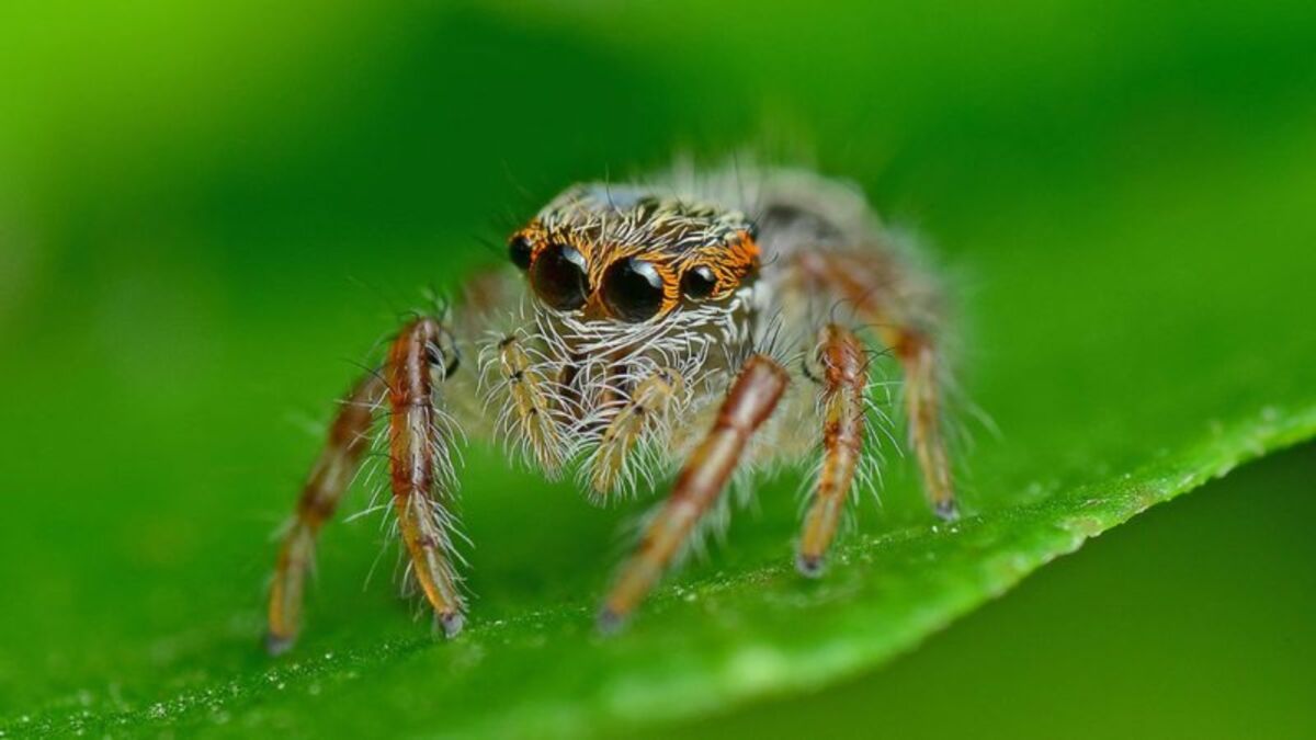 Das sind die 5 gefährlichsten Giftspinnen der Welt