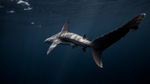 Furchteinflößender Fund im Mittelmeer: Forscher finden Hai mit zwei Köpfen