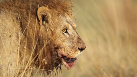 Das ist die Top 10 der gefährlichsten Tiere der Welt