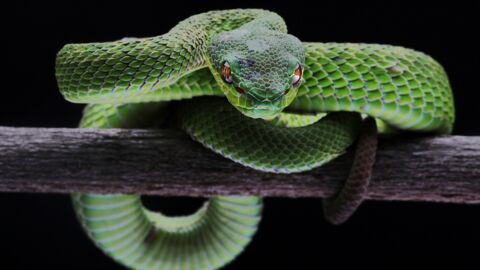 Ranking: Das sind die 15 für den Menschen gefährlichsten Tiere der Welt