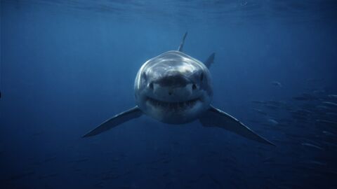 "Versicherung gegen die Zukunft": Haie könnten das neue Wundermittel im Kampf gegen Corona werden