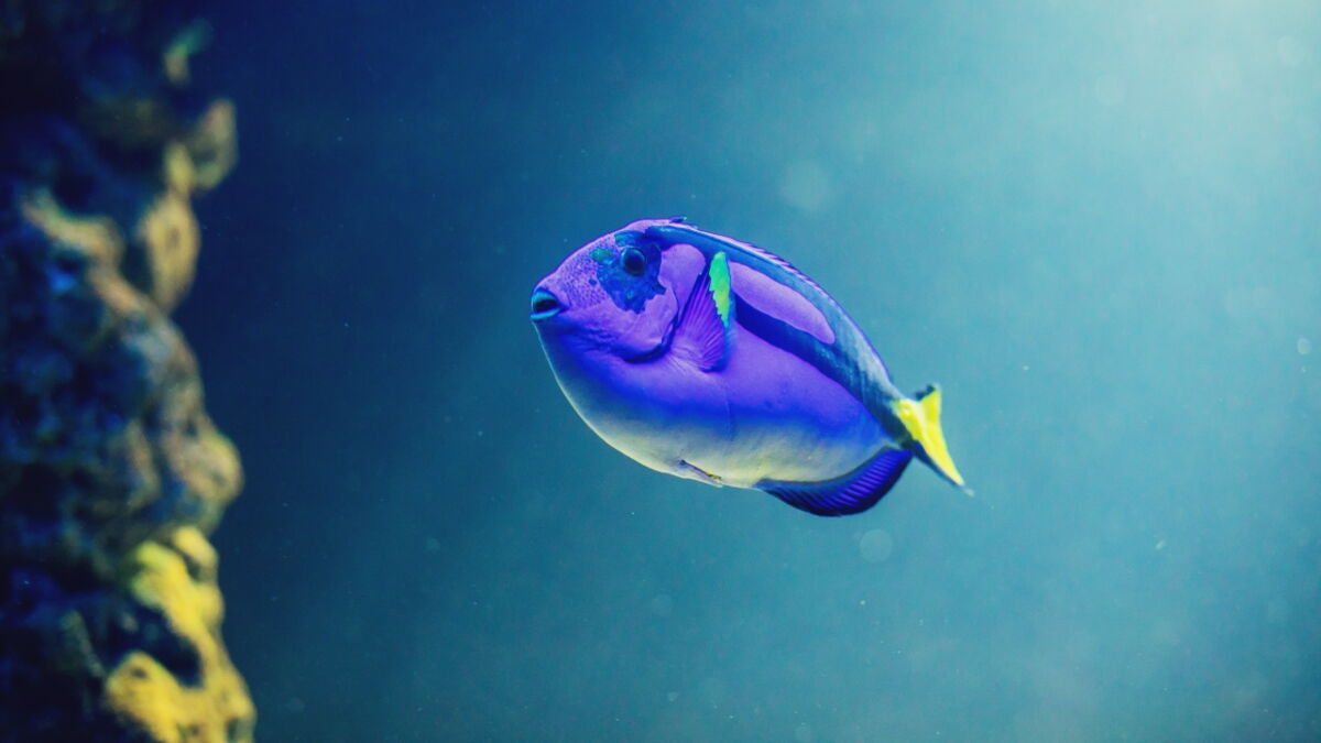 Ein "Zombie"Fisch schwimmt weiter, nachdem er brutal gebissen wurde (Video)