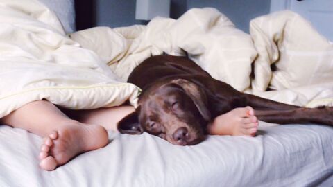 Gesundheit & Hygiene: Das musst du wissen, wenn dein Tier im Bett übernachten darf