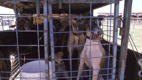 3.000 Opfer jährlich: Animal Hoarding kostet zahlreiche Leben